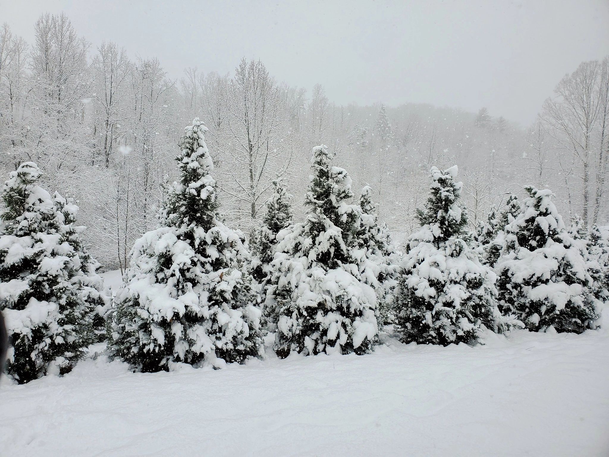 Barn Hill Tree Farm Christmas Tree Farm Dahlonega,